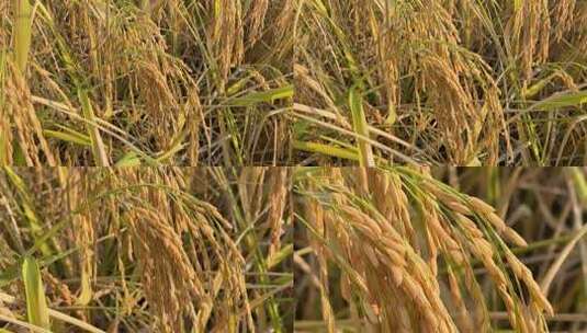 秋季成熟的水稻谷高清在线视频素材下载