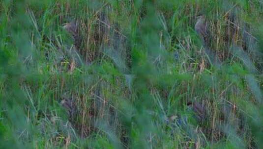 野生鸟类水鸟 草丛 夜鹭 池鹭高清在线视频素材下载