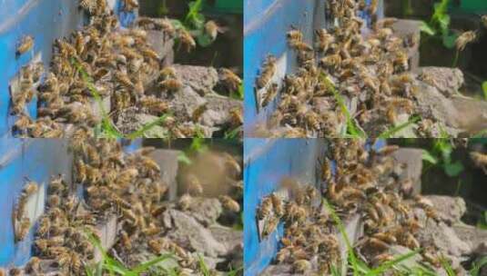 养蜂场蜜蜂飞舞慢镜头高清在线视频素材下载