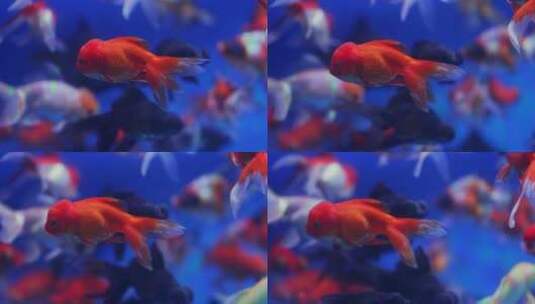 鱼缸里的金鱼高清在线视频素材下载