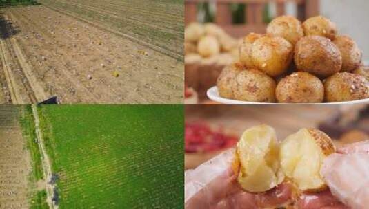 现挖小土豆 小土豆丰收高清在线视频素材下载