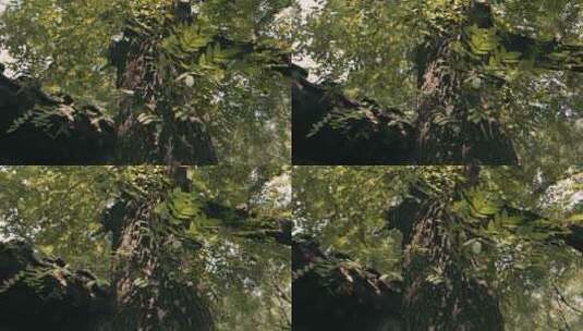 北京胡同里的参天大树树叶高清在线视频素材下载