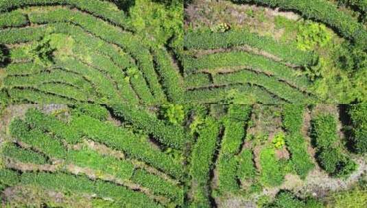 航拍茶叶茶园茶场高清在线视频素材下载