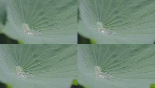 荷花 荷叶 荷花池高清在线视频素材下载