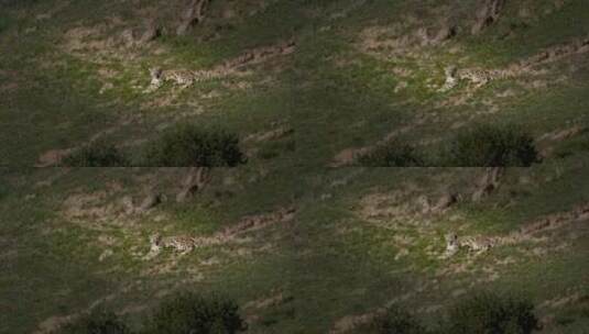 高清实拍青海野生动物雪豹高清在线视频素材下载