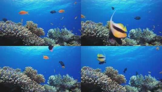 海底珊瑚和鱼高清在线视频素材下载