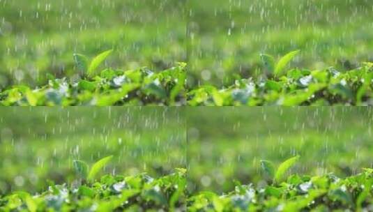 下雨天树叶雨水滴叶子茶树雨水雨滴茶叶特写高清在线视频素材下载