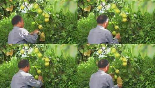 农民夫采摘黄花梨果树枝上子园美丽乡村振兴高清在线视频素材下载
