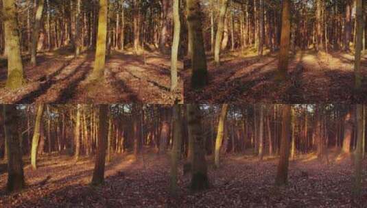森林中阳光和阴影的延时高清在线视频素材下载