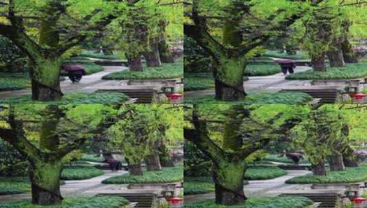 绿油油的柳树垂下春天的气息高清在线视频素材下载