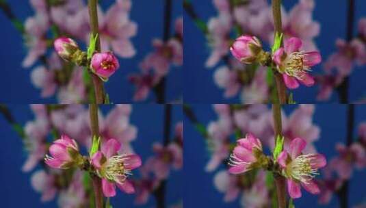 春天植物花草春暖花开生长盛开高清在线视频素材下载