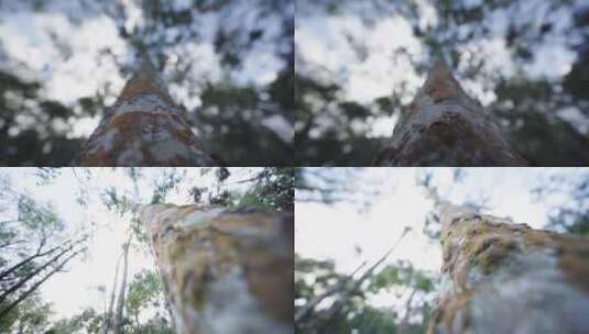 W云南普洱紧贴着高大乔树树干的仰拍视角高清在线视频素材下载