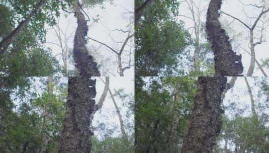 云南普洱树木高清在线视频素材下载