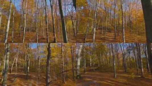 穿梭在秋天的森林美丽阳光氛围高清在线视频素材下载