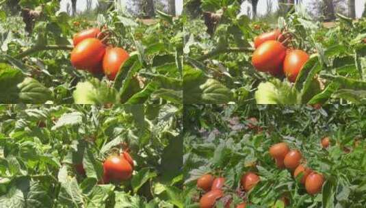 小番茄圣女果西红柿高清在线视频素材下载