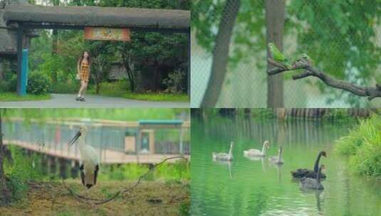 4K 武汉动物园 鸟类高清在线视频素材下载