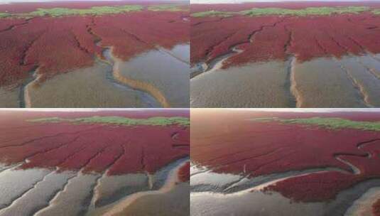 辽宁盘锦红海滩湿地高清在线视频素材下载