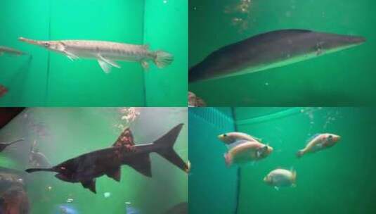 实拍-海底世界鱼类高清在线视频素材下载