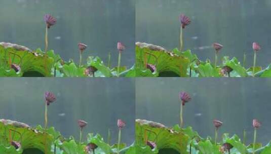 荷花池塘里的荷叶莲子高清在线视频素材下载