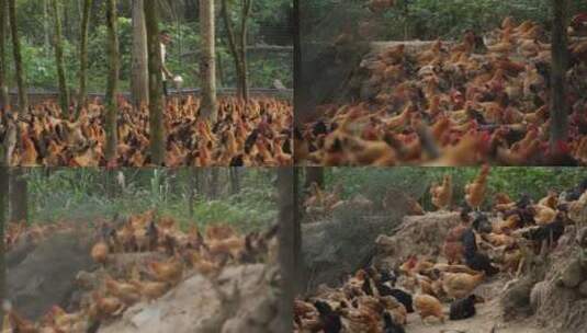 农业养殖鸡林下鸡东安鸡喂鸡高清在线视频素材下载