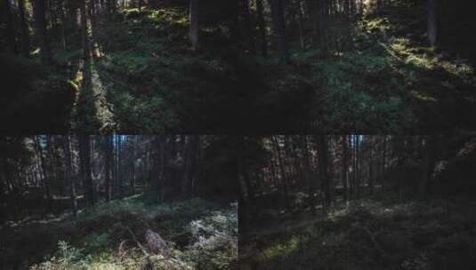 阳光射进森林延时光影移动高清在线视频素材下载