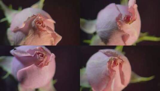 花苞玫瑰花蕾520鲜花 (23)高清在线视频素材下载