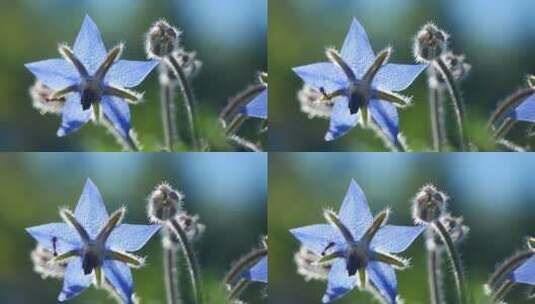 蓝色花朵特写镜头高清在线视频素材下载