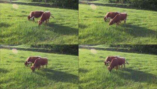 实拍牛在田野吃草高清在线视频素材下载