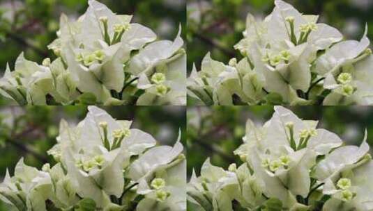 3717_花园里美丽的白花高清在线视频素材下载
