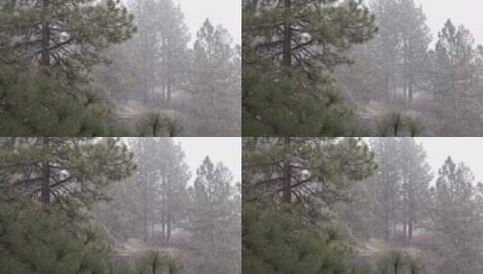 暴风雪中的松树林高清在线视频素材下载