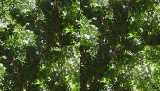 头顶丛林树冠低角度视角高清在线视频素材下载