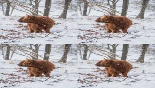 竖屏冬天里的狗狗高清在线视频素材下载