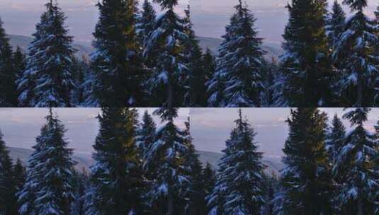 森林里白雪覆盖的松树高清在线视频素材下载