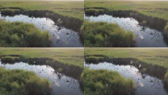 湿地白鹭高清在线视频素材下载