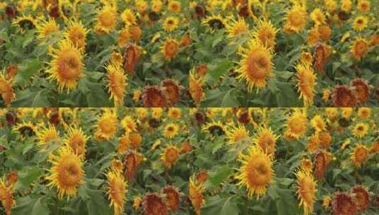 繁盛的向日葵高清在线视频素材下载