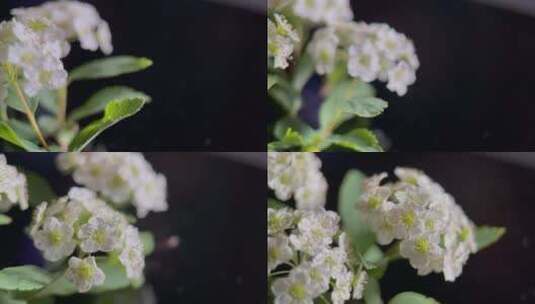 鲜花摄影微距铁线菊高清在线视频素材下载