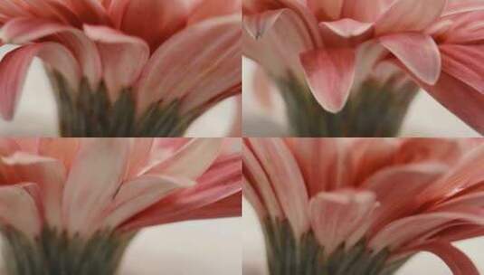 特写非洲雏菊粉色高清在线视频素材下载