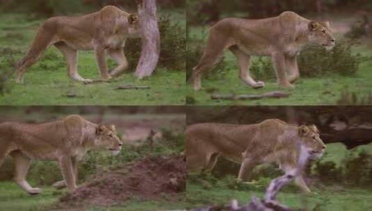 准备狩猎的母狮高清在线视频素材下载