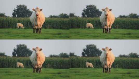 奶牛在农场吃草高清在线视频素材下载