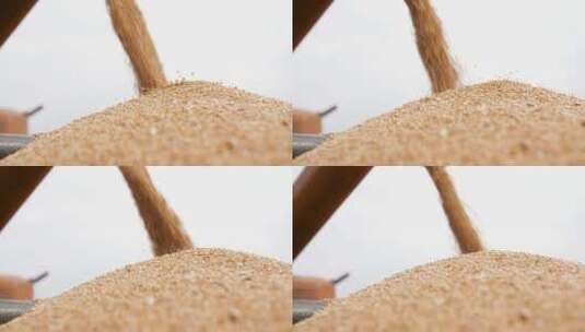 丰收的小麦种子特写高清在线视频素材下载