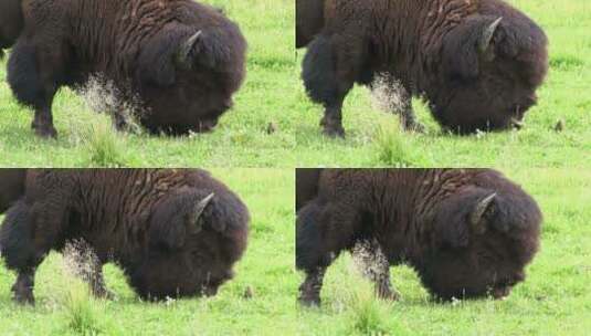 野牛在草原上觅食高清在线视频素材下载