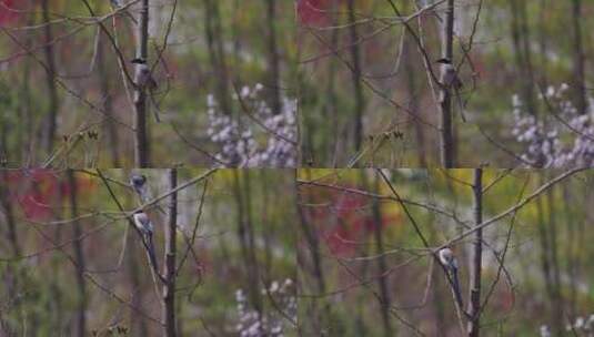 林子里的鸟儿高清在线视频素材下载