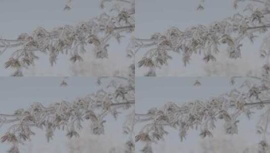雾凇日出冬季风景LOG高清在线视频素材下载