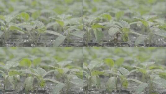 温室育苗喷淋升格Log高清在线视频素材下载