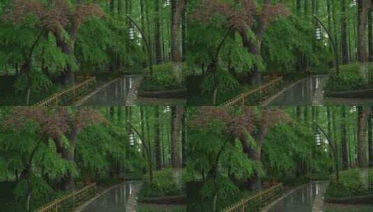172 杭州 风景 下雨天 树叶 小道 公园高清在线视频素材下载