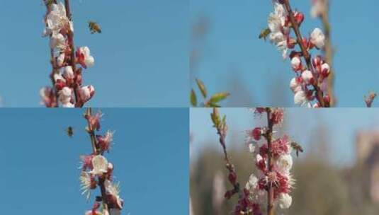 唯美桃花杏花开蜜蜂采蜜高清在线视频素材下载