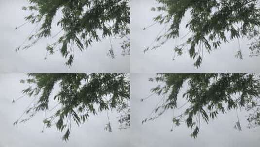 微风吹拂柳树高清在线视频素材下载