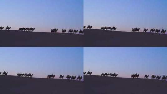日落沙漠骆驼群高清在线视频素材下载
