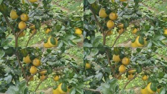 柚子树丰收果实高清在线视频素材下载
