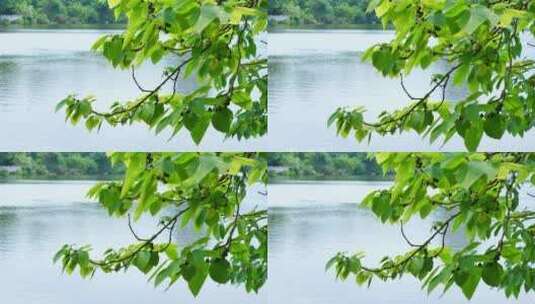 湖边河边池塘边的树枝树叶高清在线视频素材下载
